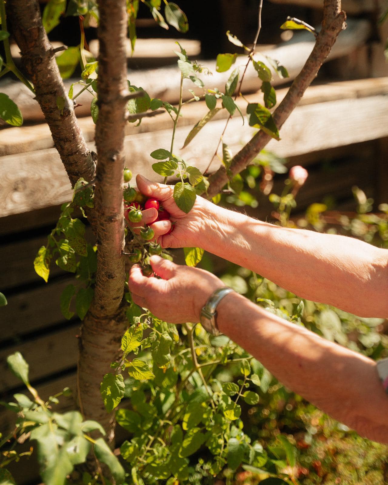 Hamari Agroturizëm photo 4